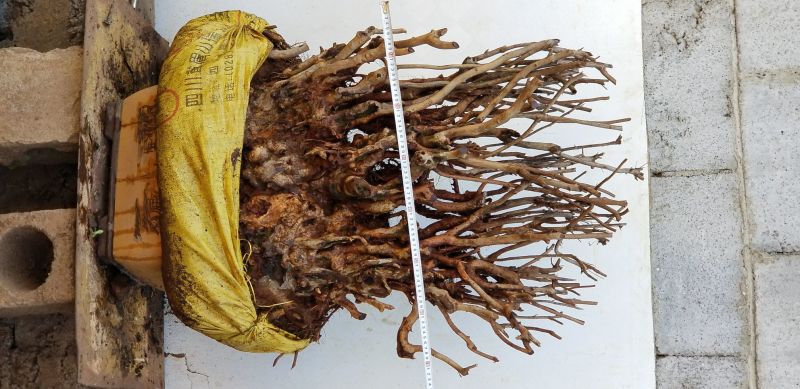 黄杨盆景不含盆50~80cm