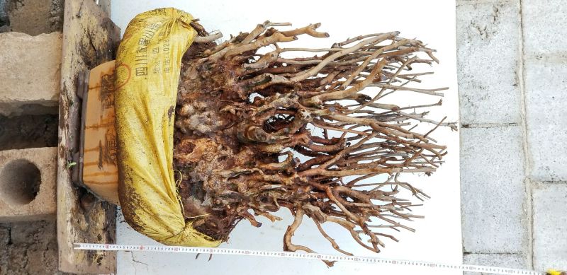 黄杨盆景不含盆50~80cm