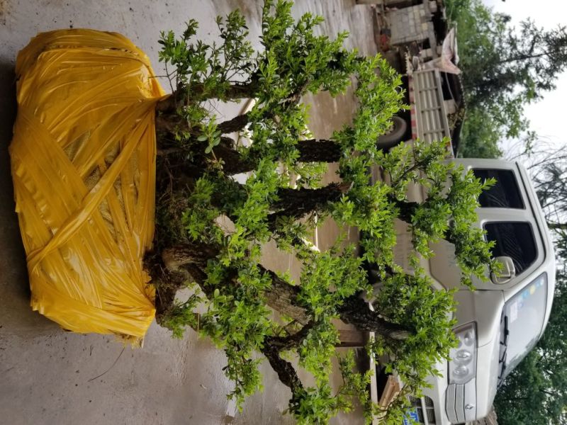 黄杨盆景不含盆50~80cm