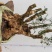 黄杨盆景不含盆50~80cm