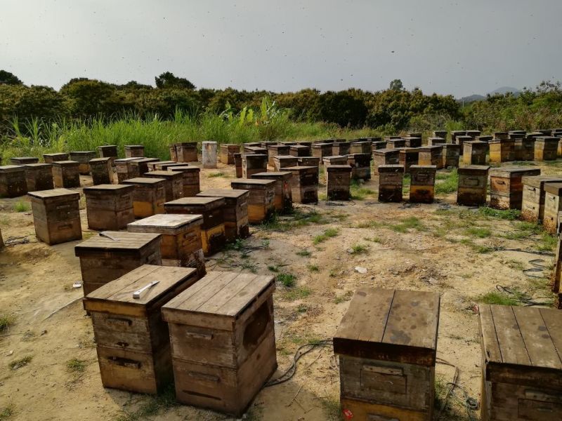 【精】广东蜂蜜土蜂蜜自家养殖货源保证欢迎来电订购