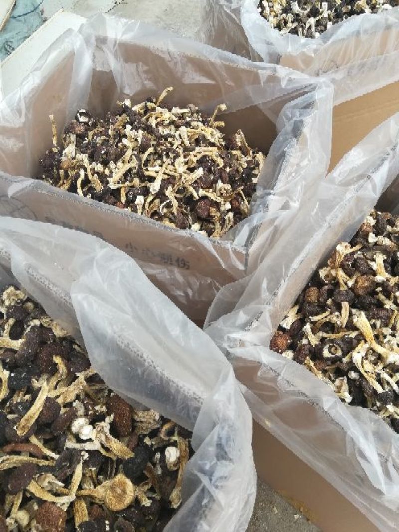 赤松茸，干货，原生态野生化菌菇