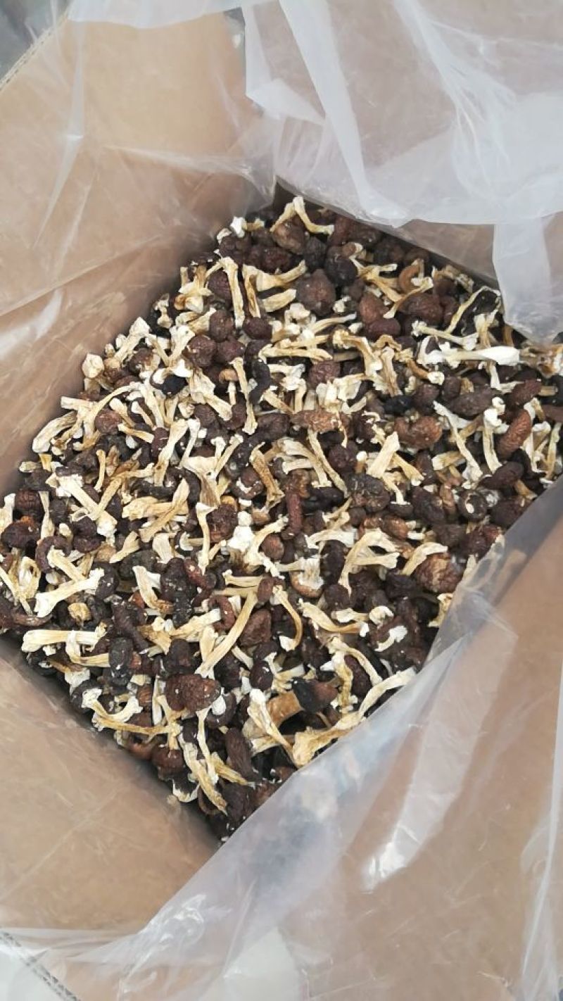 赤松茸，干货，原生态野生化菌菇