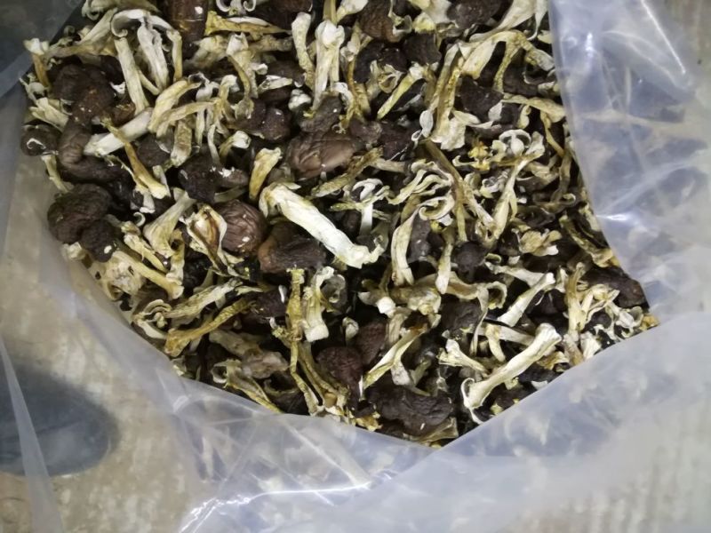 赤松茸，干货，原生态野生化菌菇