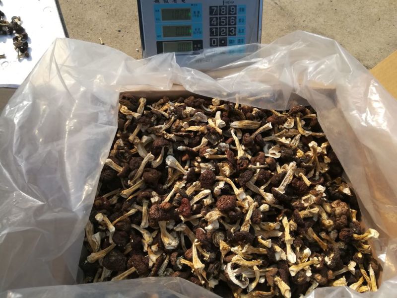 赤松茸，干货，原生态野生化菌菇