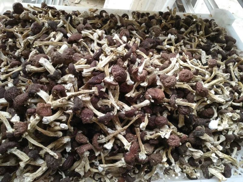 赤松茸，干货，原生态野生化菌菇