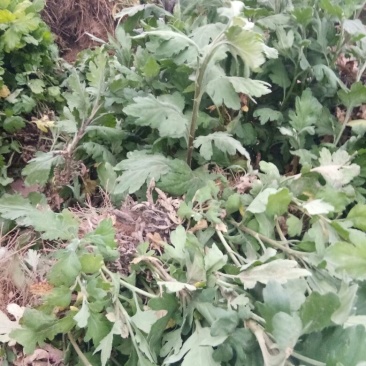 菊花苗各种品种，各种规格都有量大从优