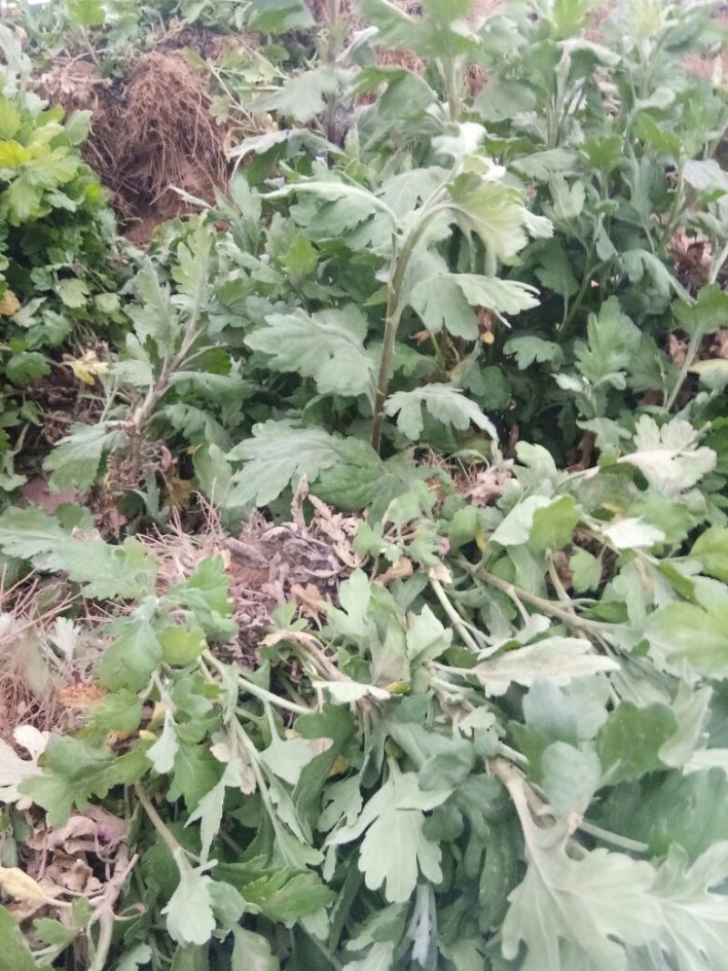 菊花苗各种品种，各种规格都有量大从优
