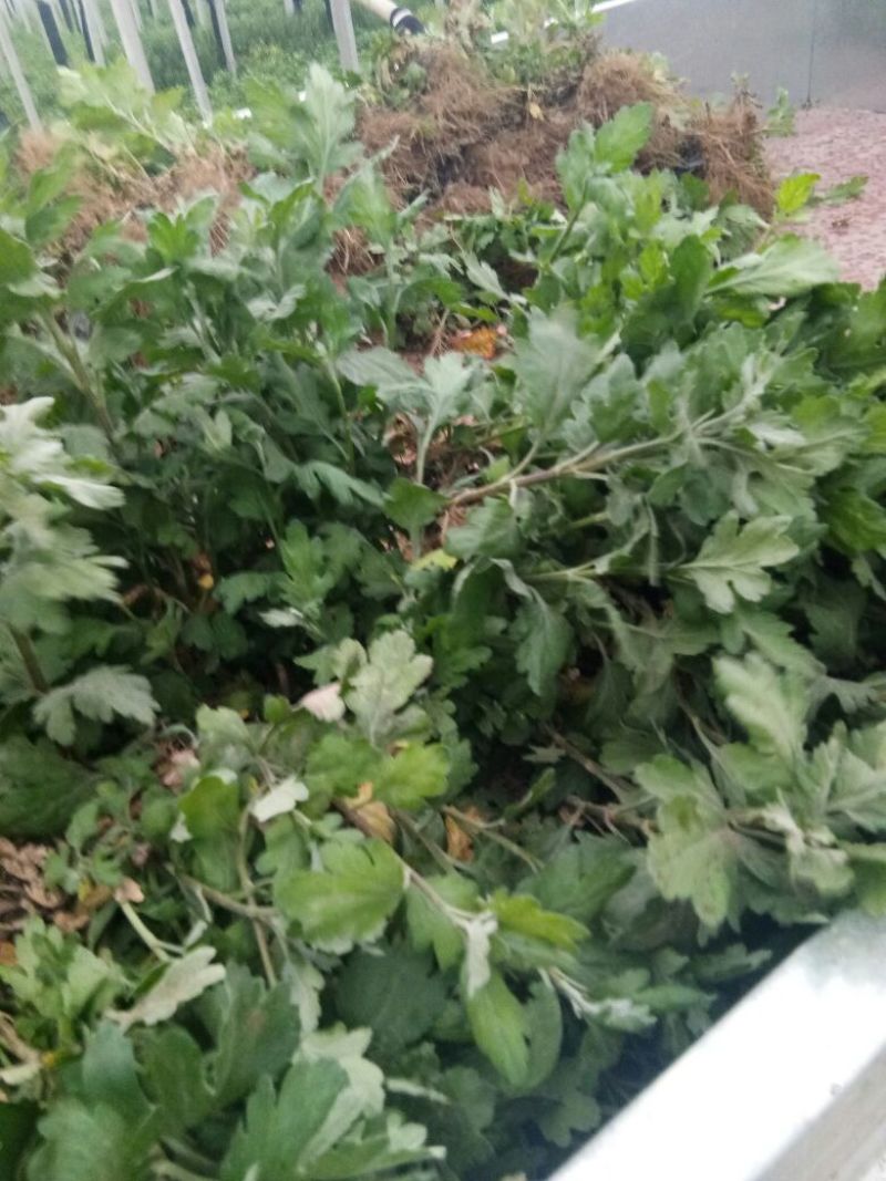 菊花苗各种品种，各种规格都有量大从优