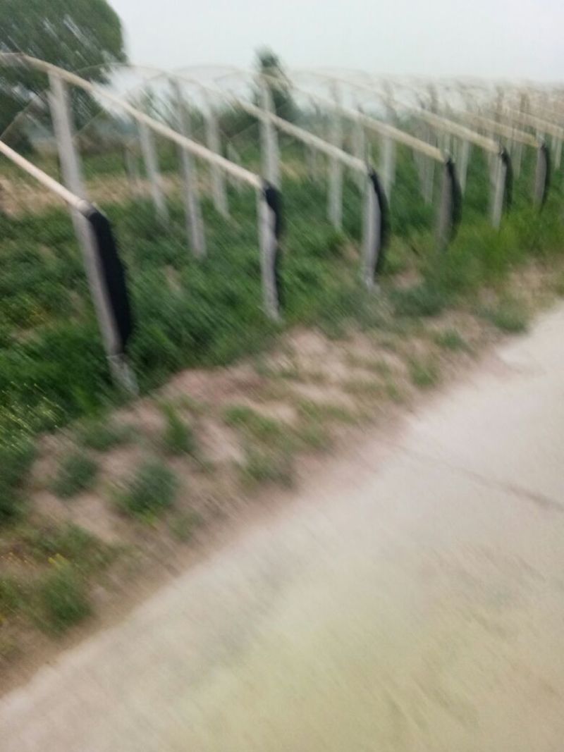 菊花苗各种品种，各种规格都有量大从优
