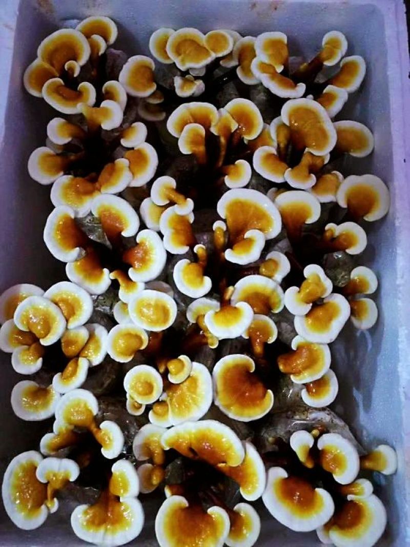 灵芝菌包灵芝菌棒食用菌菌棒冠县灵芝灵芝盆景菌棒