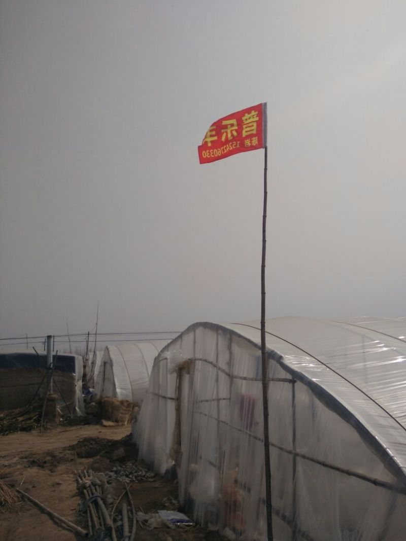 吊秧京密