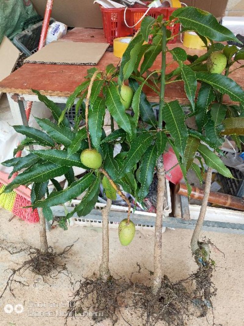 台农一号芒果苗