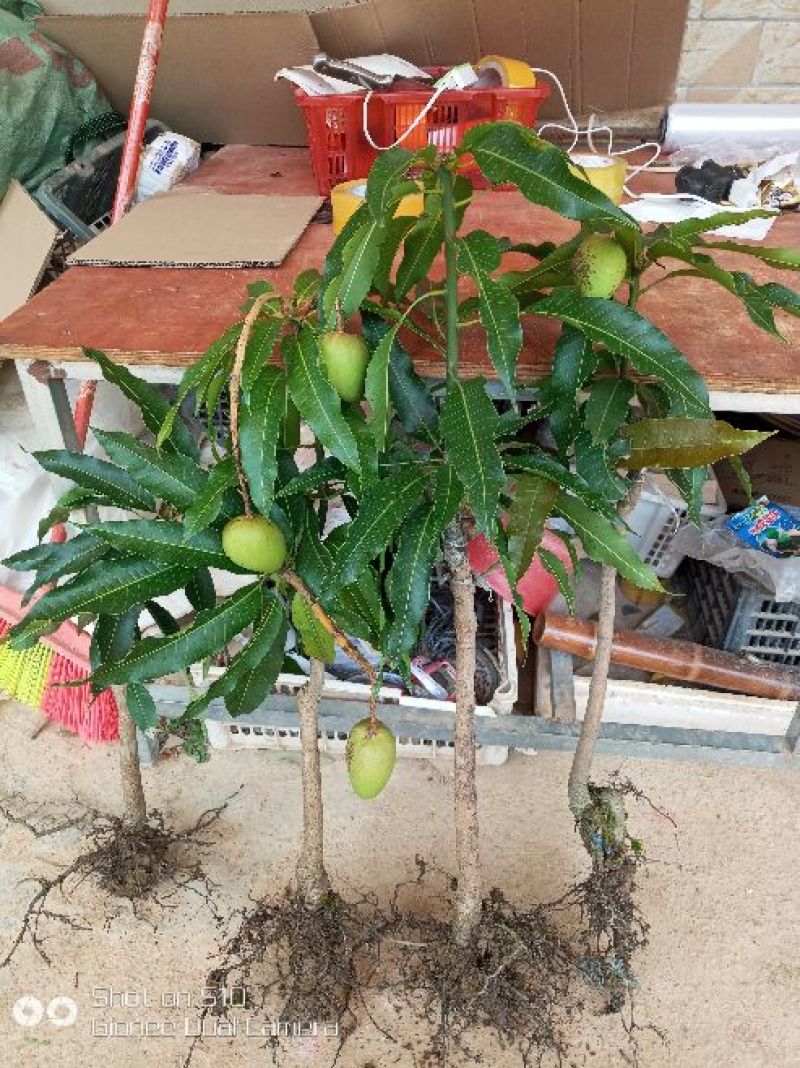 台农一号芒果苗