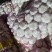 大蒜6~6.5cm鲜蒜