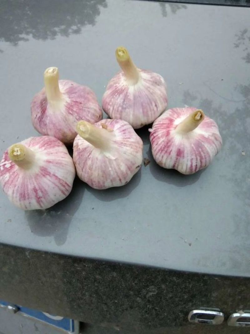 山东金乡大蒜！红皮大蒜，超市，电商，市场批发！储存，冷库