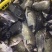 方正银鲫