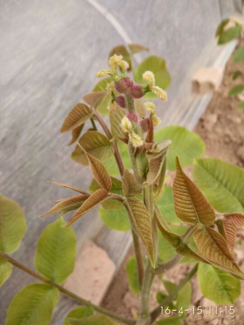 麻核桃苗100~150cm二年苗