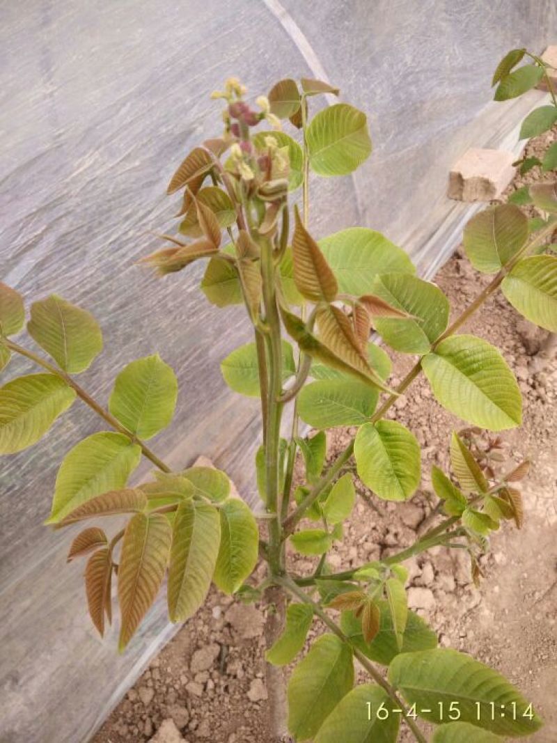 麻核桃苗100~150cm二年苗