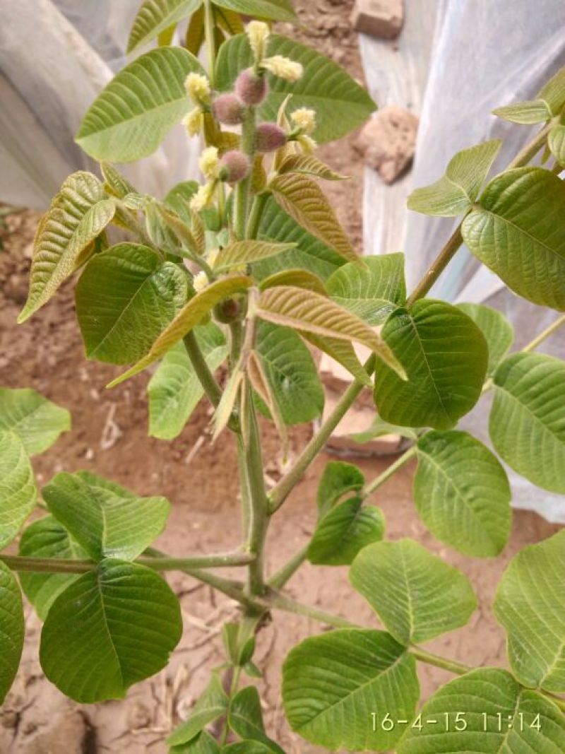 麻核桃苗100~150cm二年苗