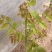 麻核桃苗100~150cm二年苗