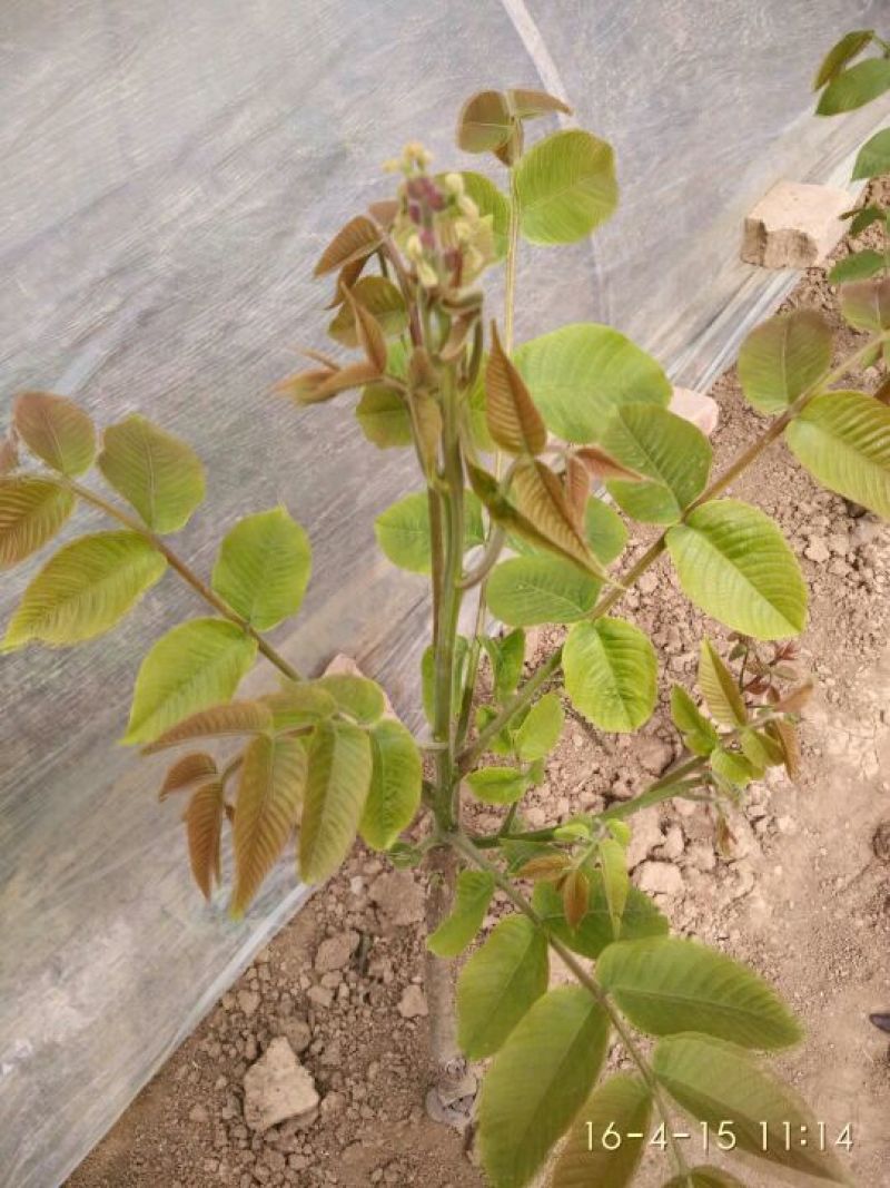 麻核桃苗100~150cm二年苗