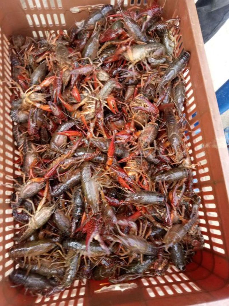 4-6钱清水小龙虾