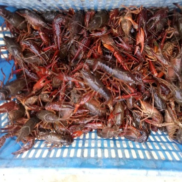 4-6钱清水小龙虾