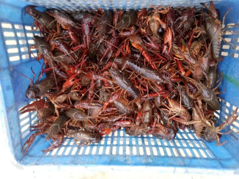 4-6钱清水小龙虾