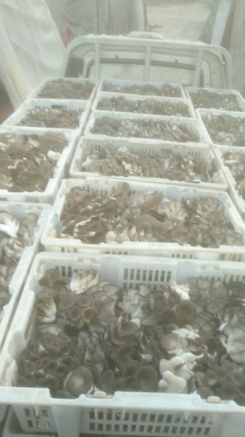 平菇3~5cm黑色厚
