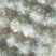 平菇3~5cm黑色厚