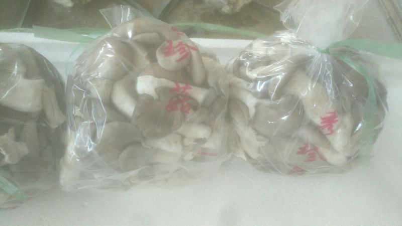 平菇3~5cm黑色厚