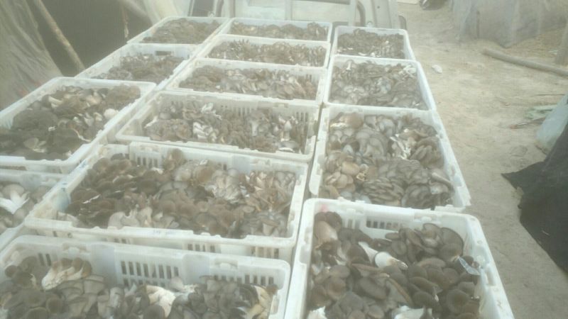 平菇3~5cm黑色厚