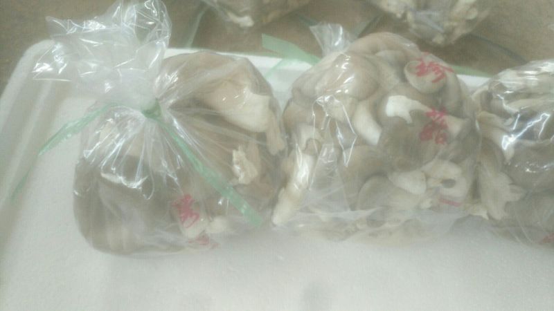 平菇3~5cm黑色厚