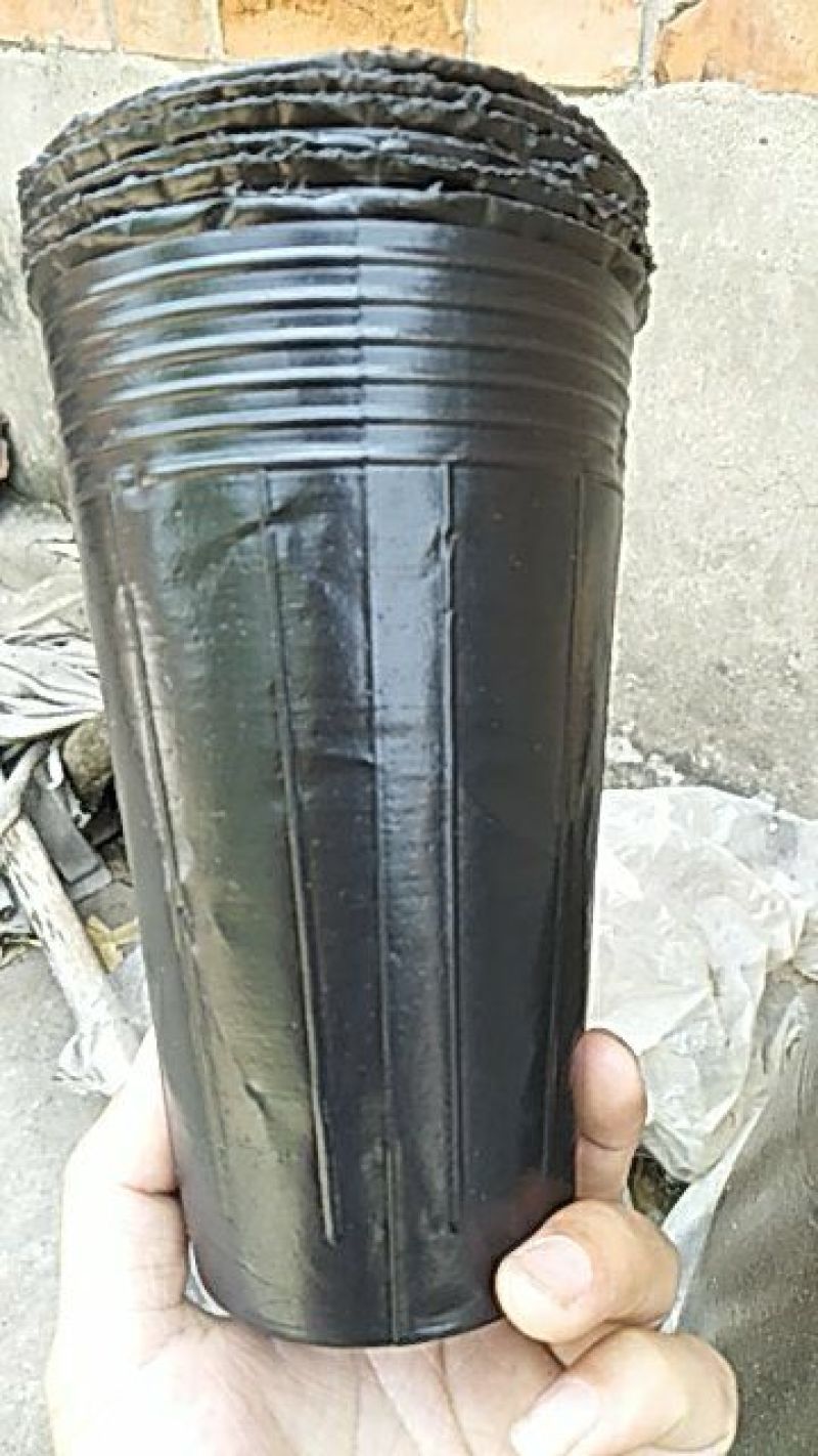 营养杯营养钵育苗盆，树苗杯