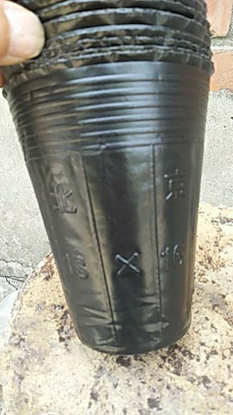 营养杯营养钵育苗杯柑橘杯