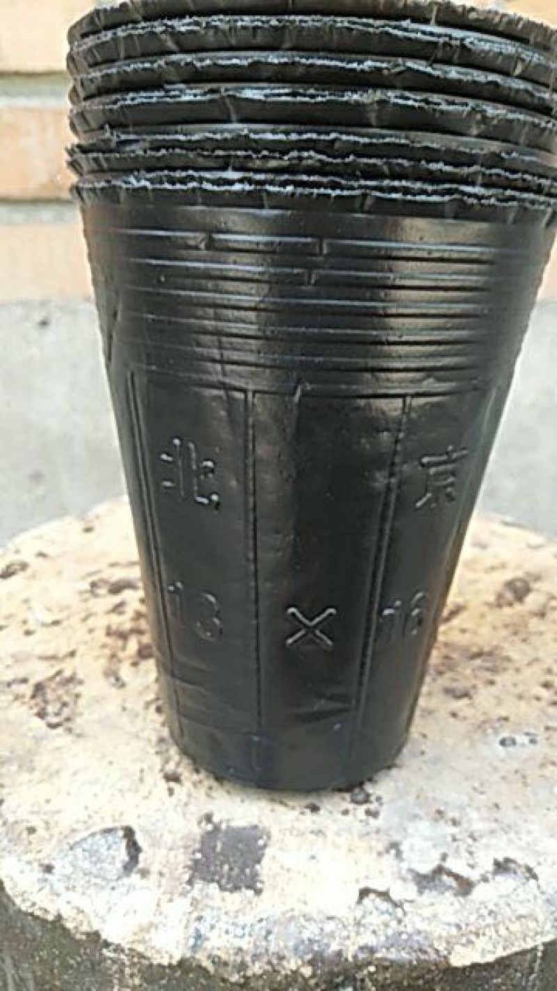 营养杯营养钵育苗杯柑橘杯
