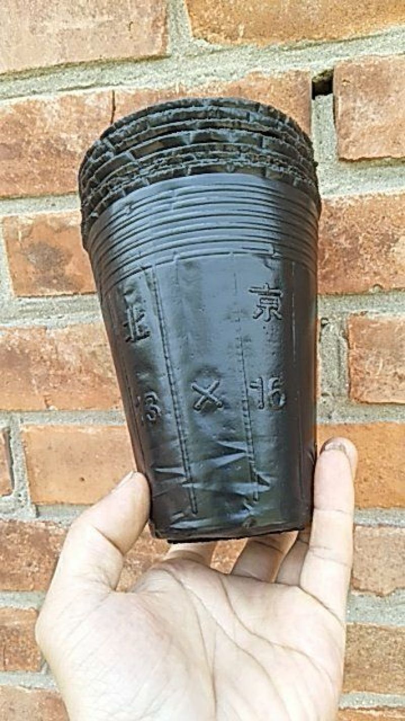 营养杯营养钵育苗杯柑橘杯