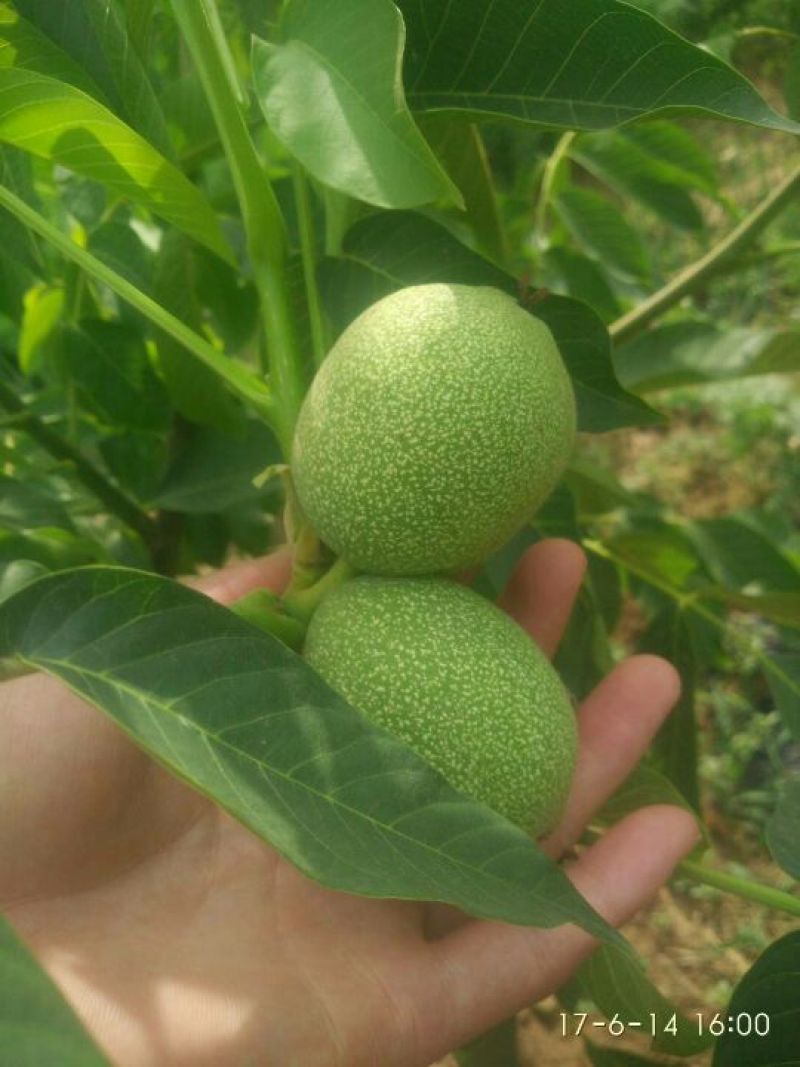 核桃苗100~150cm2~3年