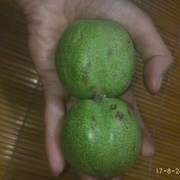 核桃苗100~150cm2~3年