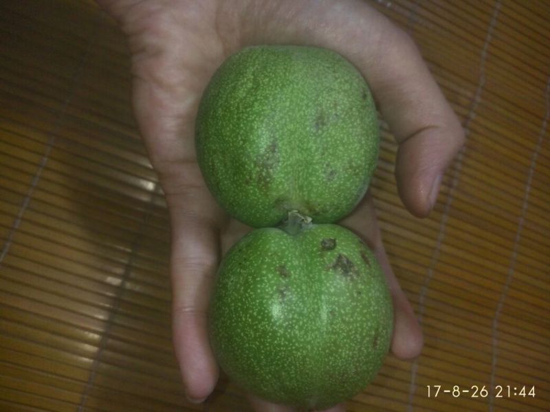 核桃苗100~150cm2~3年