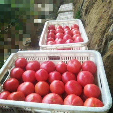 西红柿大量上市
