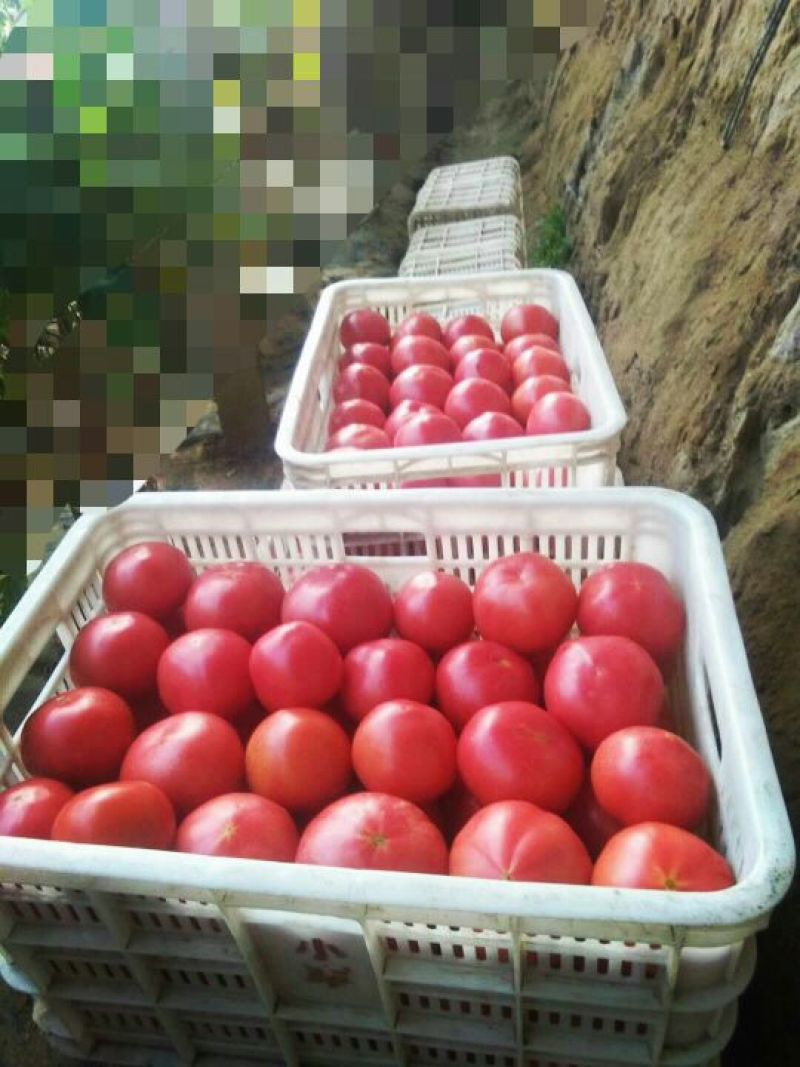 西红柿大量上市