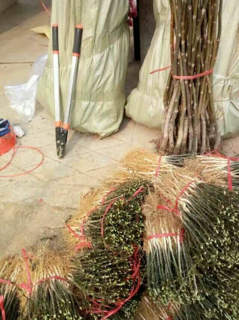 枸橘苗