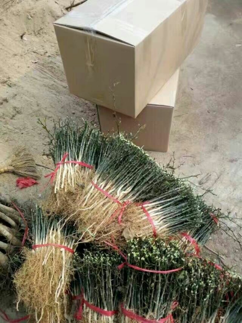 枸橘苗