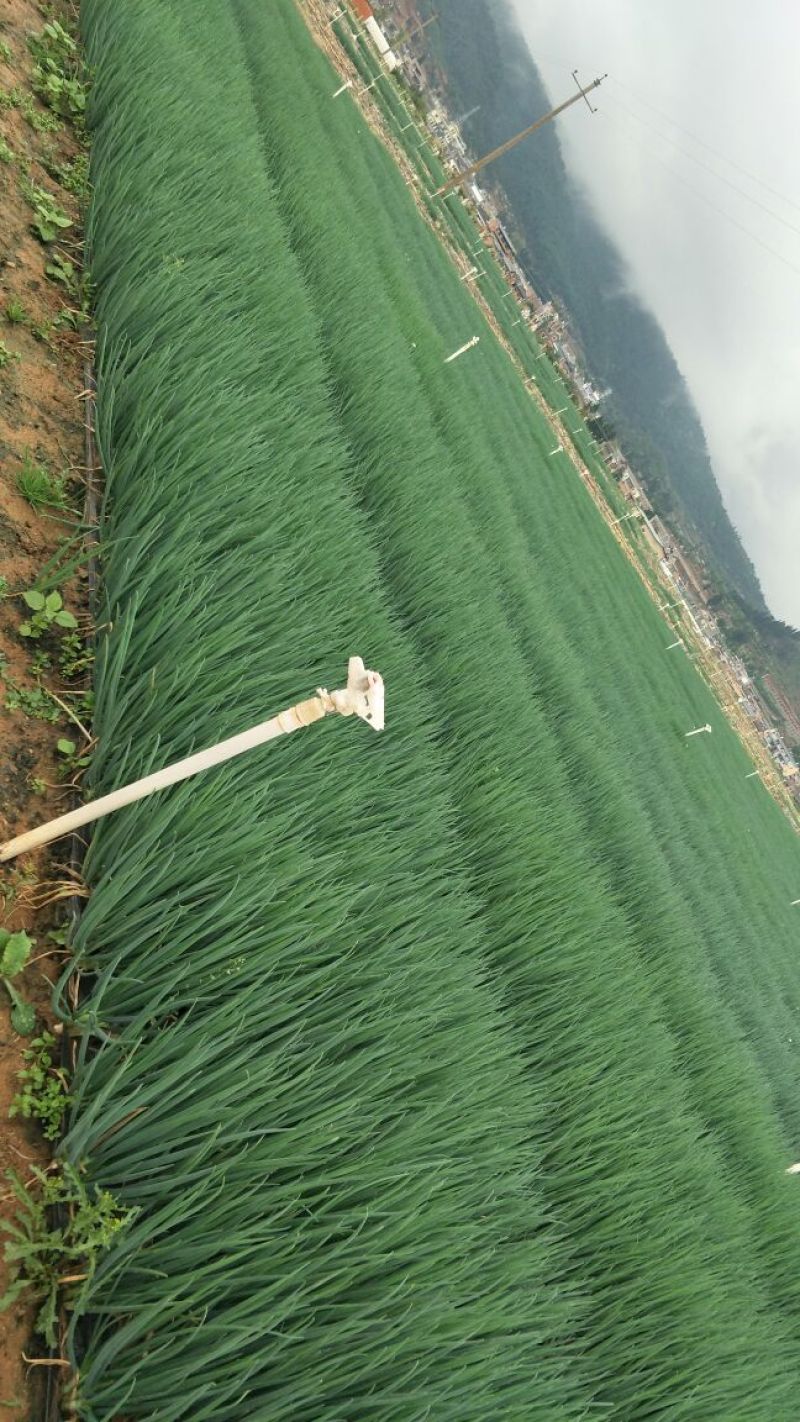 小葱香味浓郁产地直供实力代收期待长期合作！