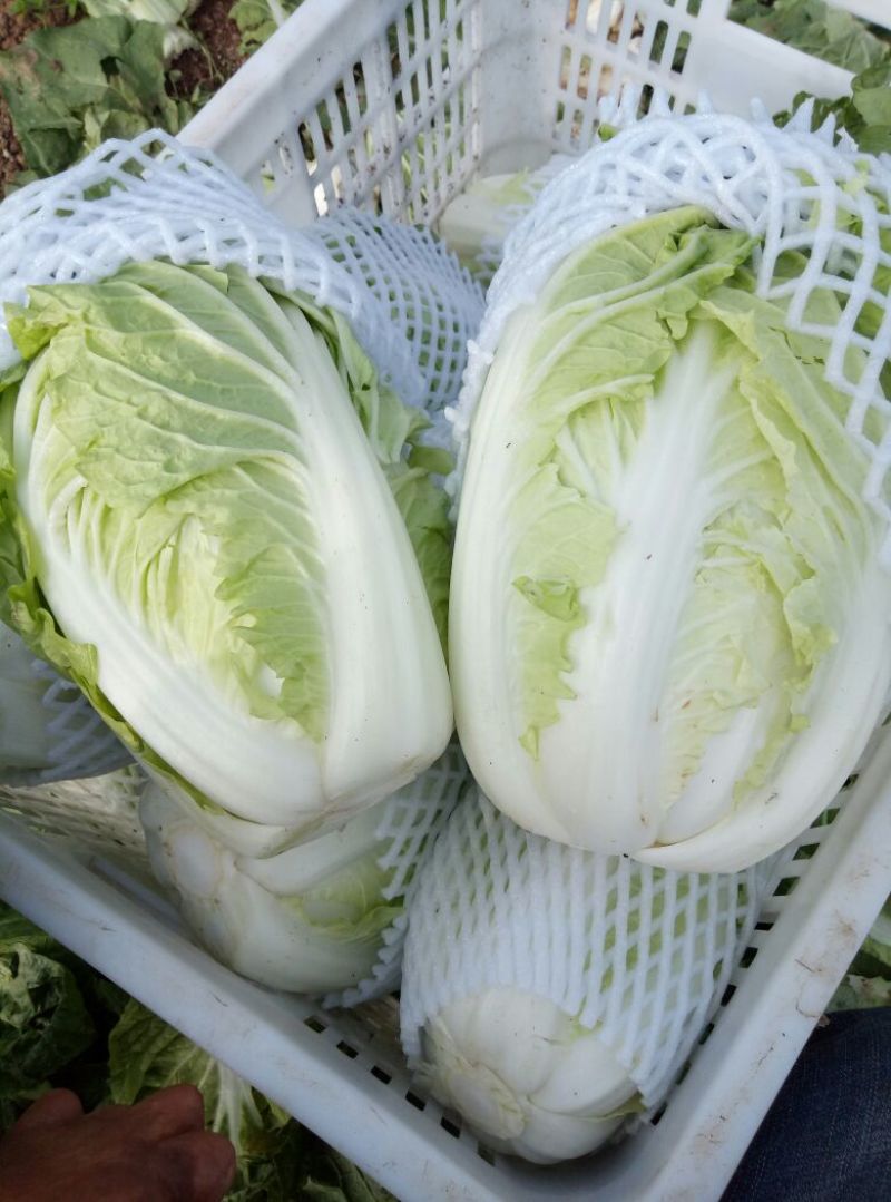 河北邯郸基地夏阳白菜大量上市，质量好，货源充足，量大