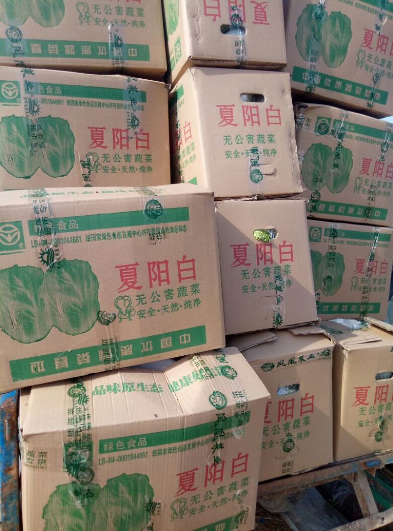 河北邯郸基地夏阳白菜大量上市，质量好，货源充足，量大