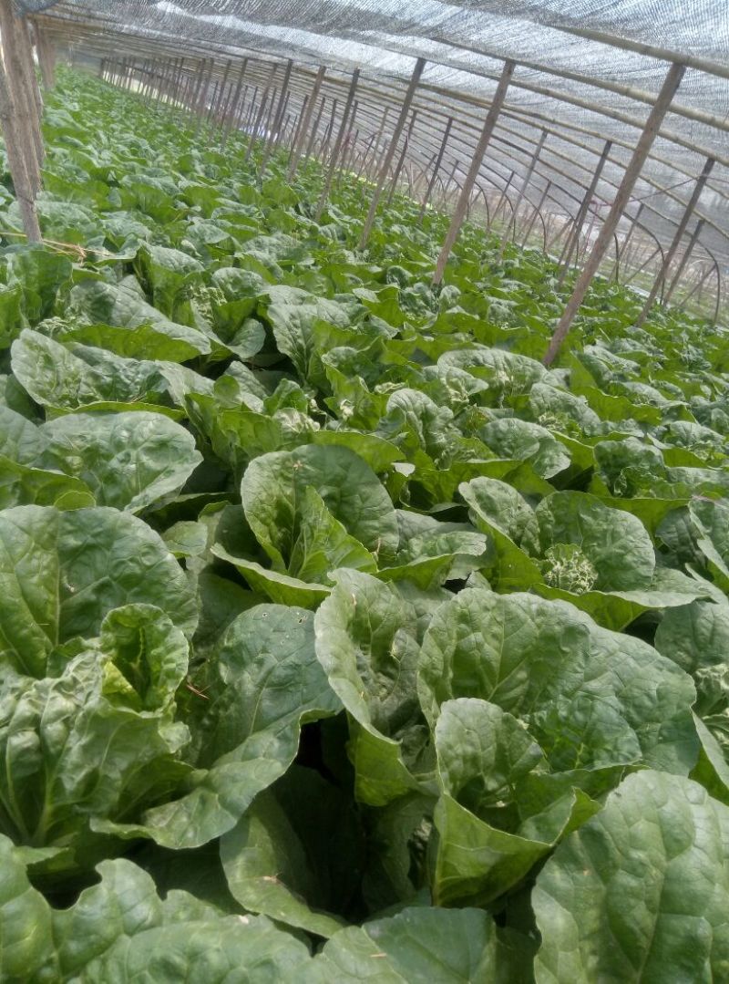 河北邯郸基地夏阳白菜大量上市，质量好，货源充足，量大