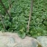 河北邯郸基地夏阳白菜大量上市，质量好，货源充足，量大